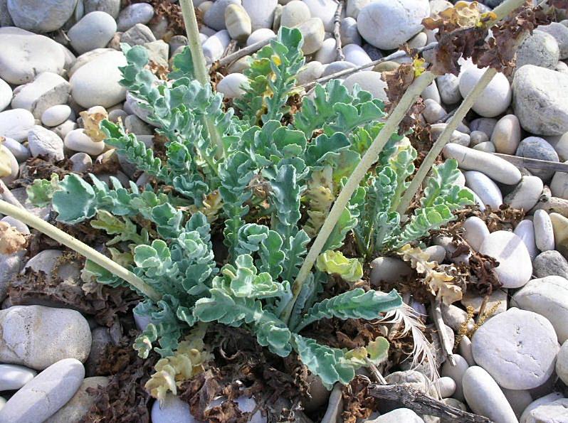 Glaucium flavum / Papavero cornuto